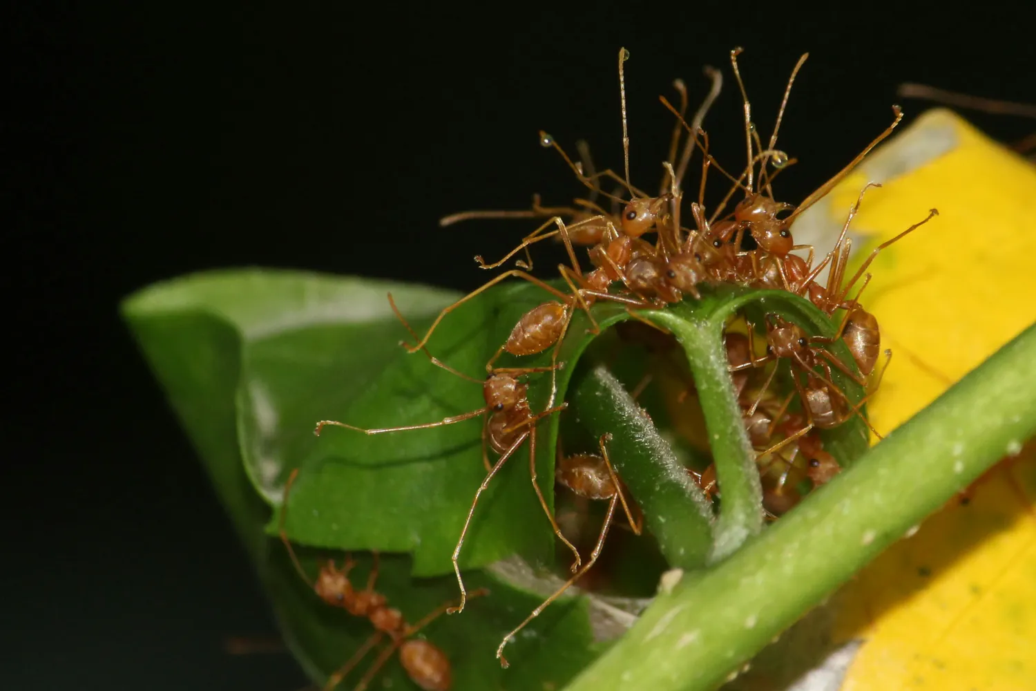 Crafting Creative Dishes: The Rise of Edible Insects in Modern Kitchens